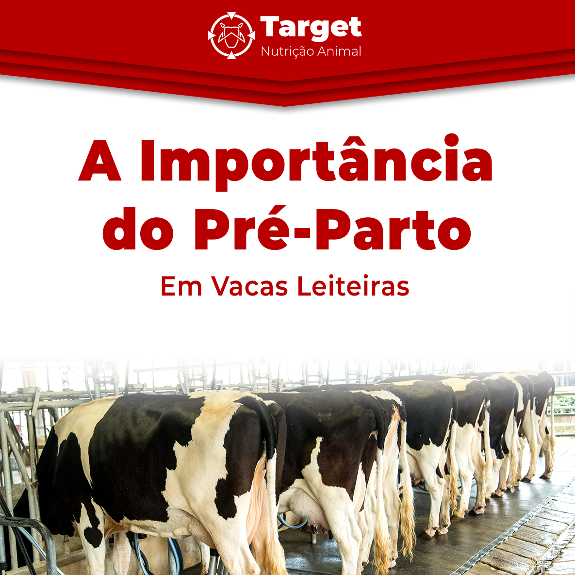 imagem_do_post_A Importância do Pré Parto em Vacas Leiteiras